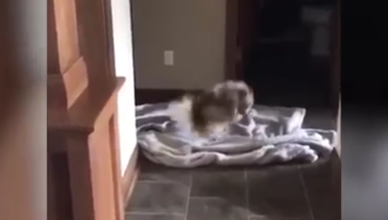 What the fluff challenge: la sfida dell'estate è iniziata [VIDEO]