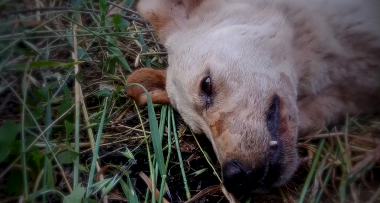 Trovata sepolta viva, cagnolina partorisce 11 cuccioli. Poi la tragedia