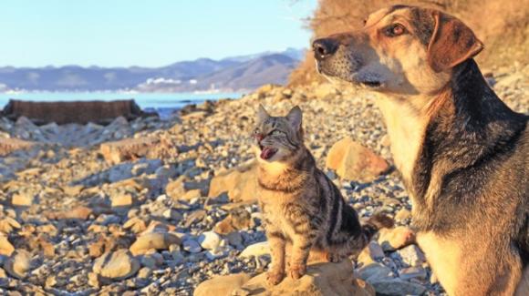Estate: 12 consigli per proteggere cani e gatti dal caldo