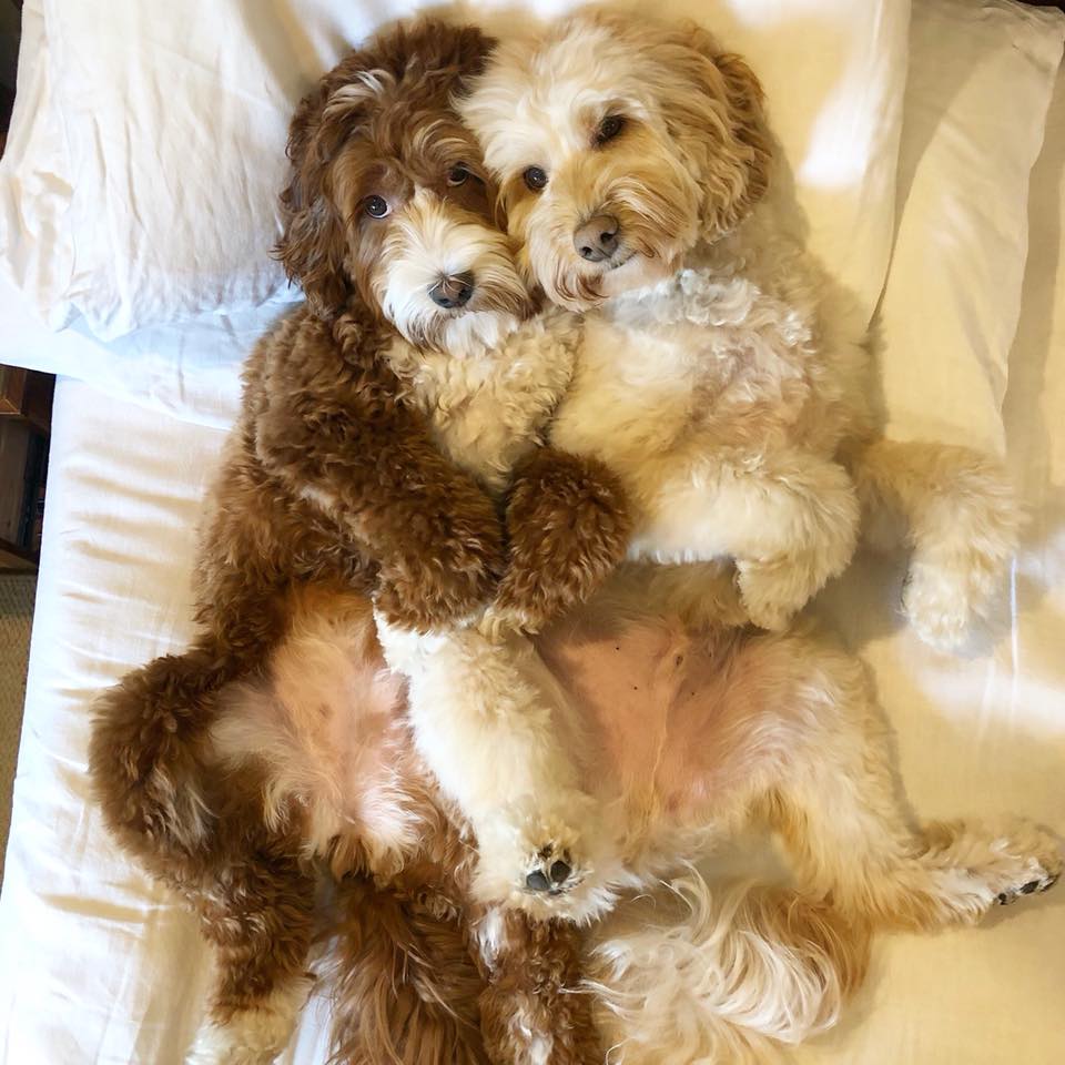 I cani rovistano nella spazzatura: il senso di colpa è irresistibile [VIDEO]