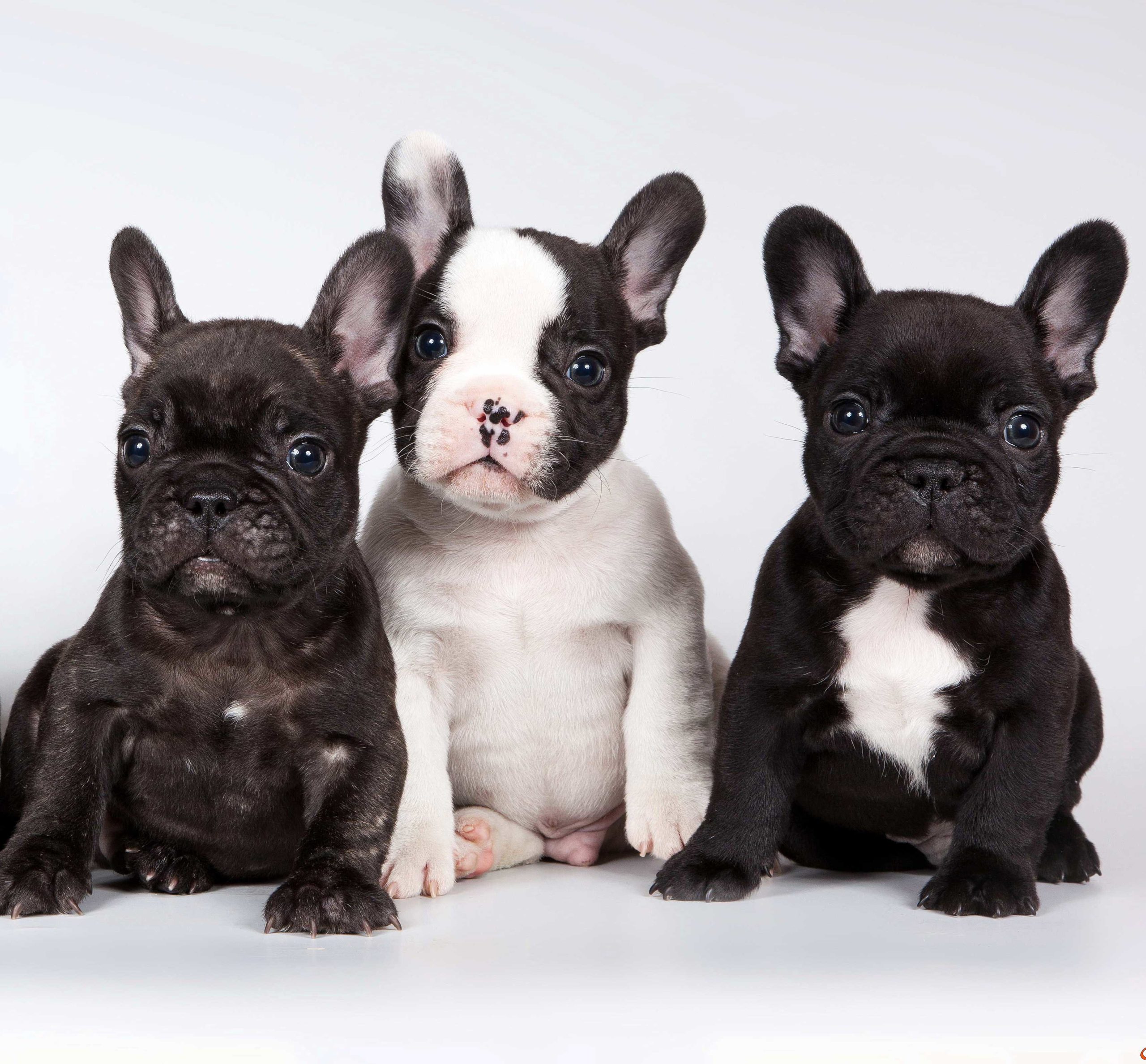 Attenzione, Bouledogue Francese a rischio: ecco perché