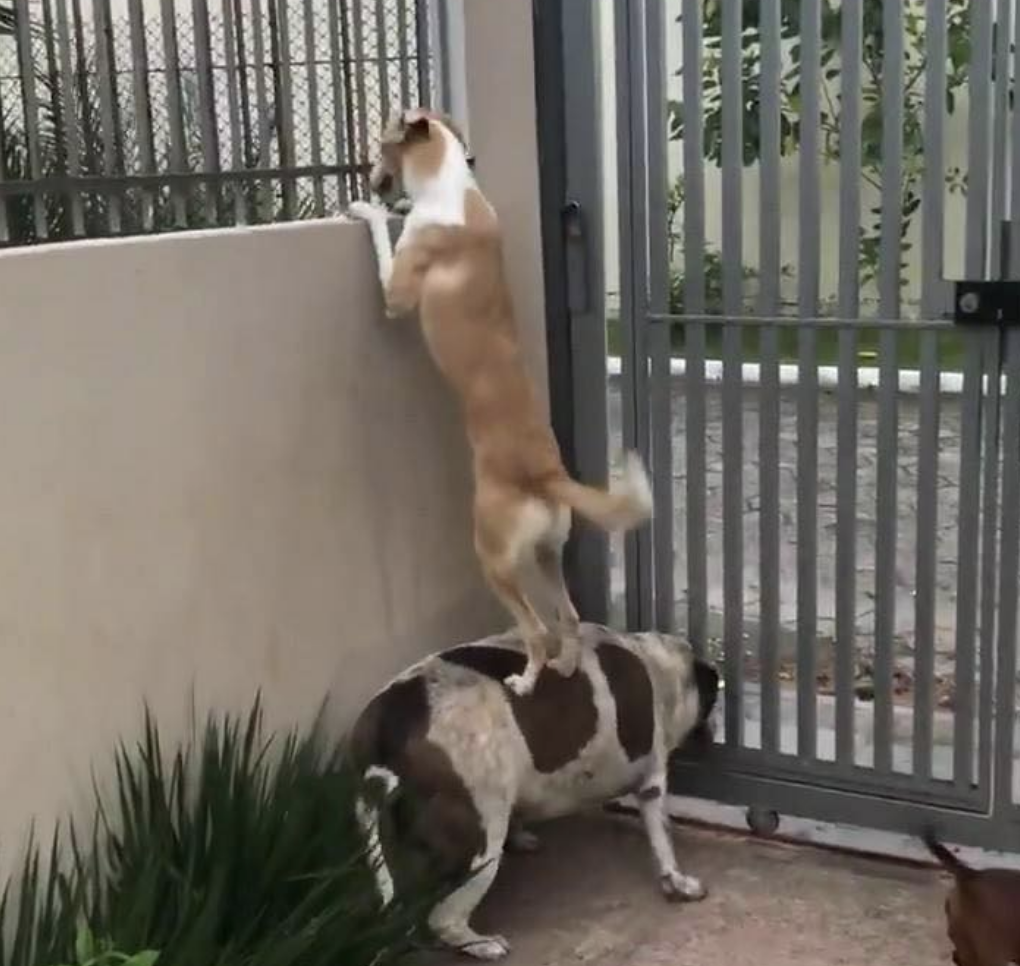 Vuole "salutare" il suo amico: la soluzione è geniale [VIDEO]