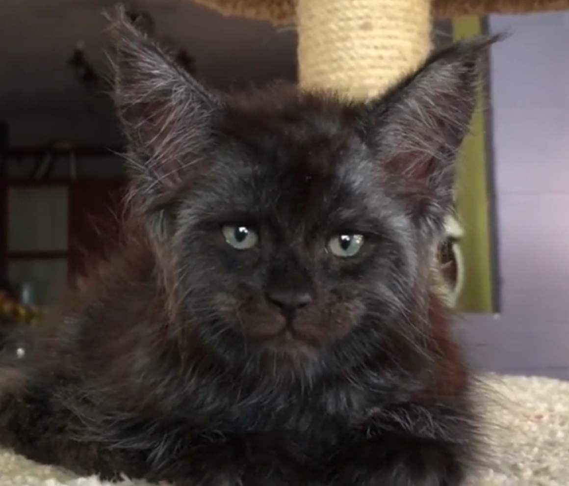 Il gatto ha la faccia umana: fake o realtà? Ecco la risposta [VIDEO]