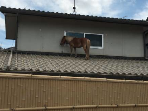 "C'è un pony sul tetto": la telefonata shock che non ti aspetti