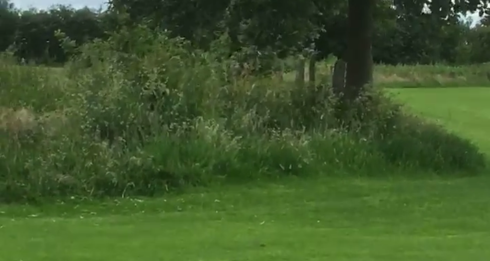 Il cane non vuole andare via dal parco: quello che fa è sorprendente [VIDEO]