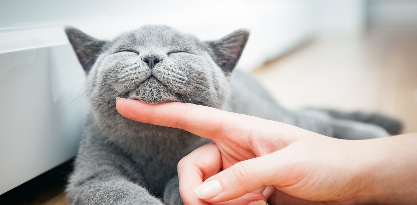 Gatti in pensione, sì o no? Ecco la nuova frontiera delle vacanze feline