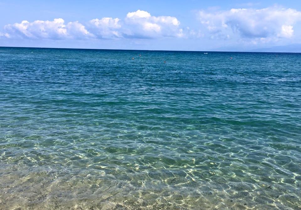 Creatura misteriosa trovata in mare: somiglia a un cavolfiore, ma... [VIDEO]
