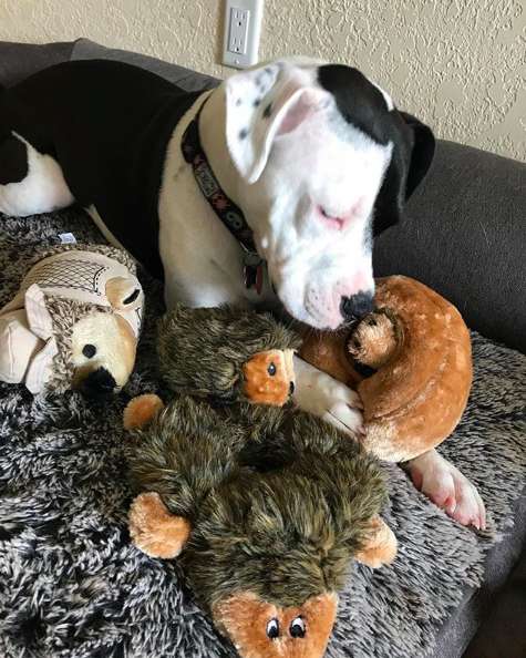 Il cane è ossessionato dal suo primo giocattolo. Il motivo è commovente [FOTO]