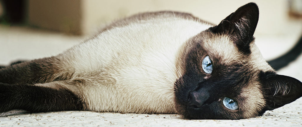 Siamese: 5 cose che (forse) non sai del tuo gatto