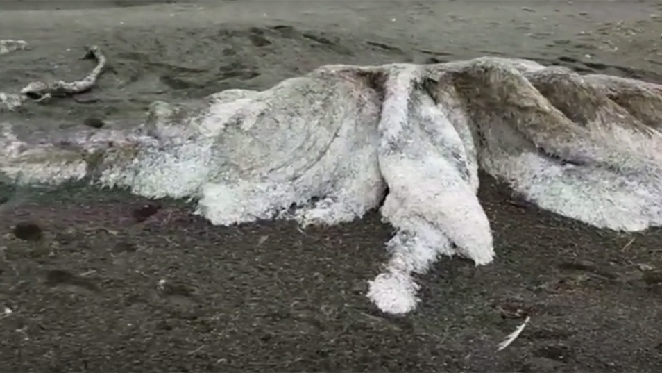 Un nuovo mostro marino appare in spiaggia: ecco di cosa si tratta [VIDEO]