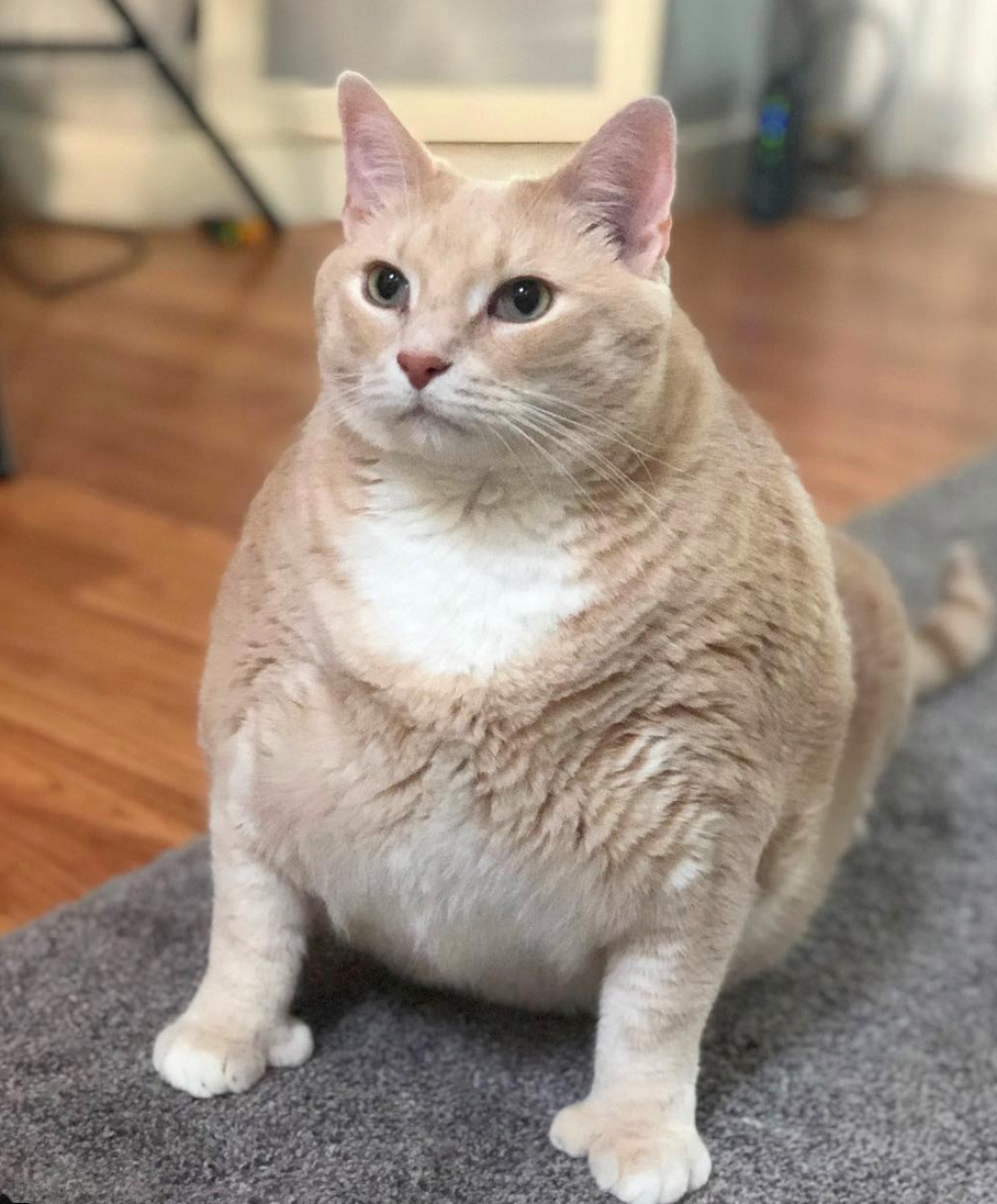 Volevano un micino, ma adottano un gatto obeso: la splendida storia di Bronson [VIDEO]