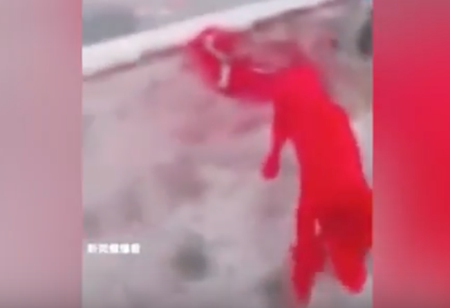 Dipingono il cane di rosso: l'orribile "scherzo" di un gruppo di operai [VIDEO]