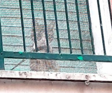 Tiene il gatto legato sul balcone: i vicini chiedono aiuto [FOTO]