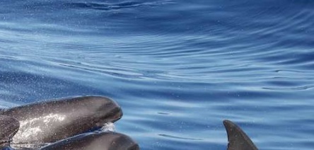 Una nuova creatura arriva dal mare: ecco di cosa si tratta [FOTO]