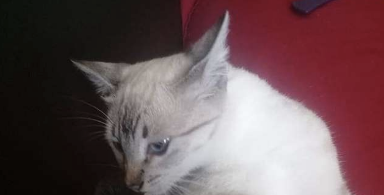 Il gatto fa da mamma al più incredibile dei cuccioli [FOTO]
