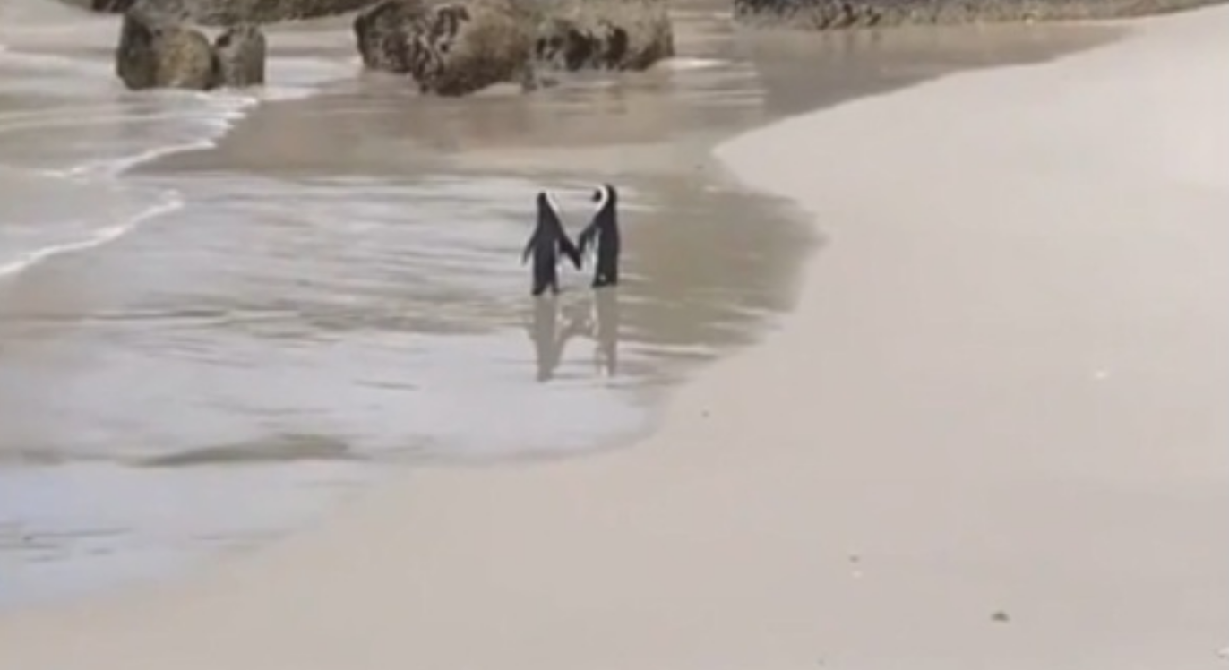 La passeggiata romantica di 2 pinguini: quello che fanno è commovente [VIDEO]