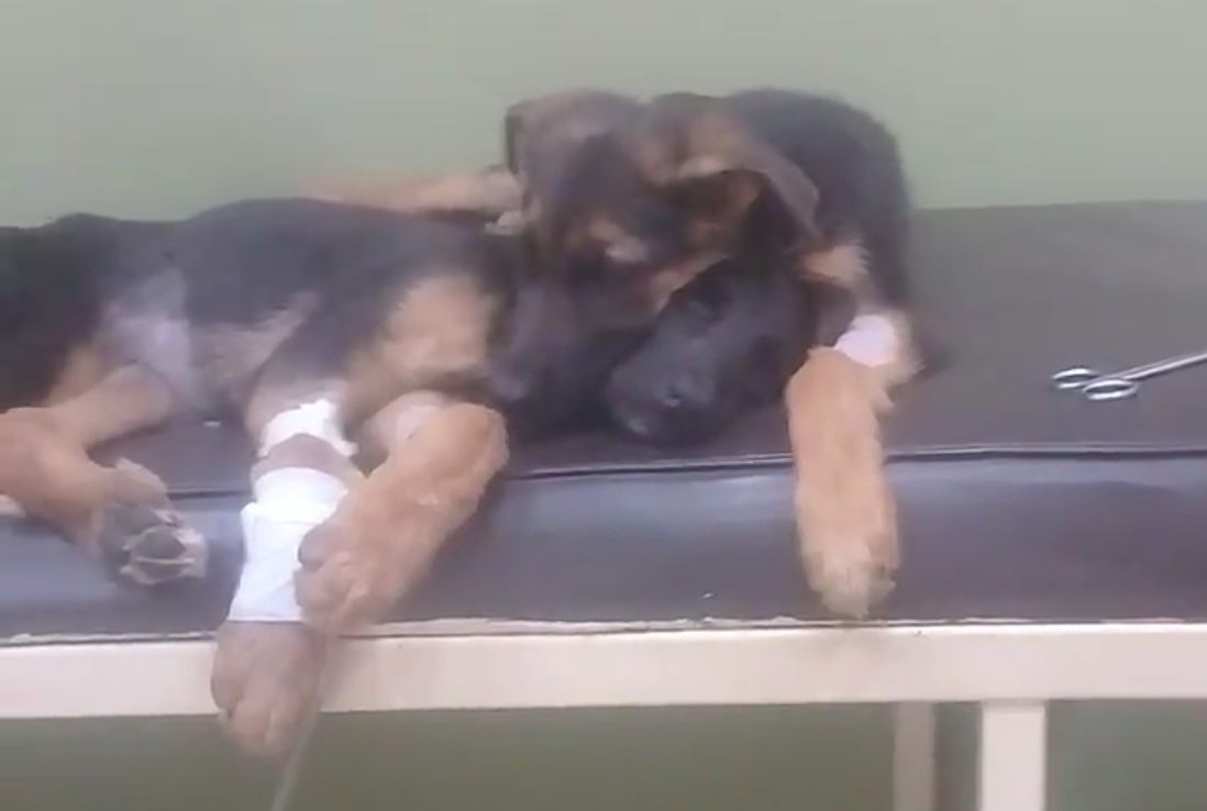 Il fratellino sta male: il cucciolo fa qualcosa di commovente [VIDEO]