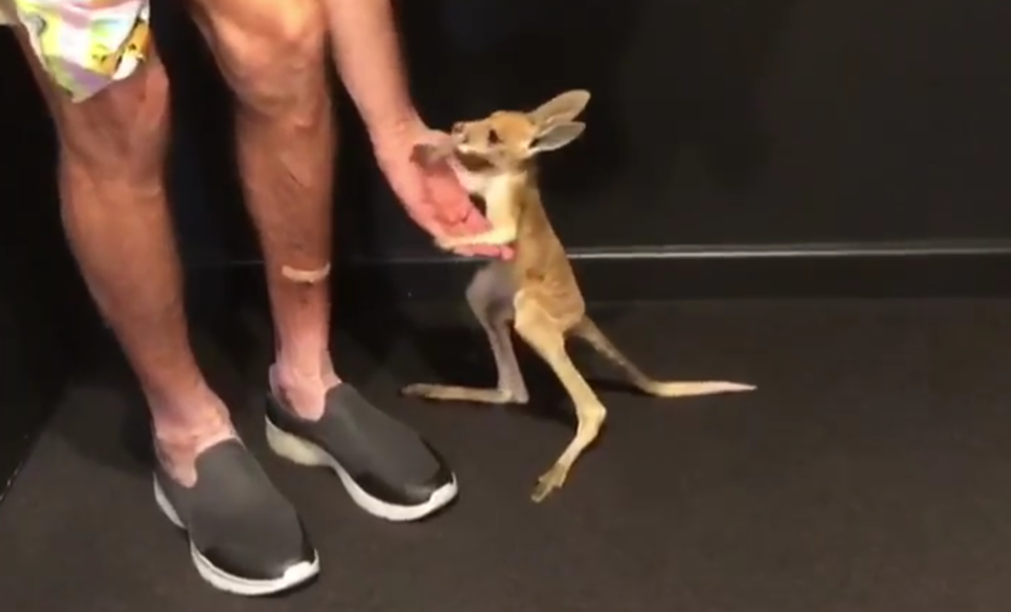 Il baby canguro impara a saltare: il suo video diventa virale