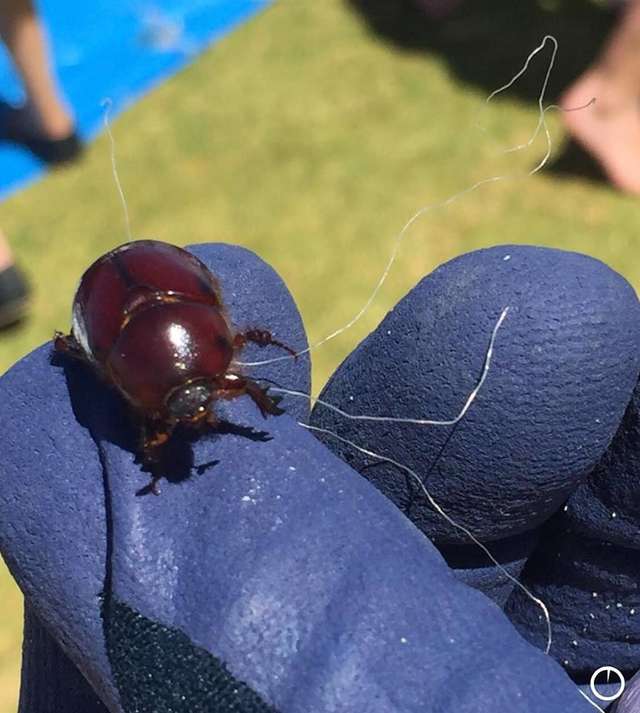 Papà eroe fa un’operazione incredibile per salvare uno scarabeo