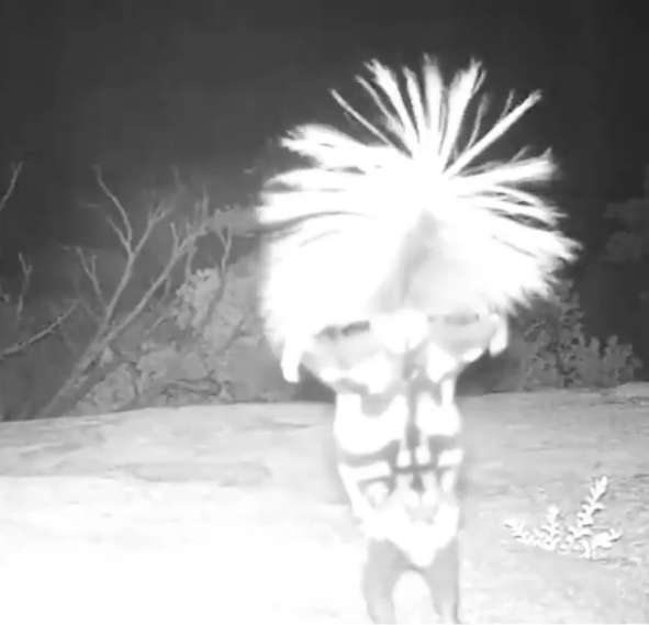La videocamera cattura la misteriosa creatura: ecco cosa fa [VIDEO]