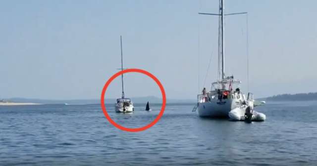 Navigano con la barca: all'improvviso uno shock [VIDEO]