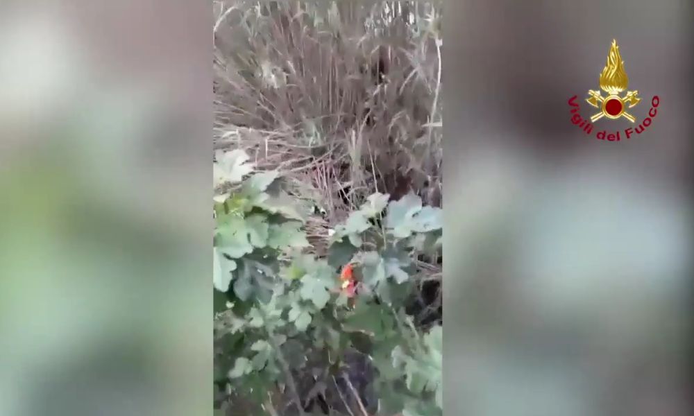Sentono dei versi dall'acqua: i vigili del fuoco fanno la scoperta