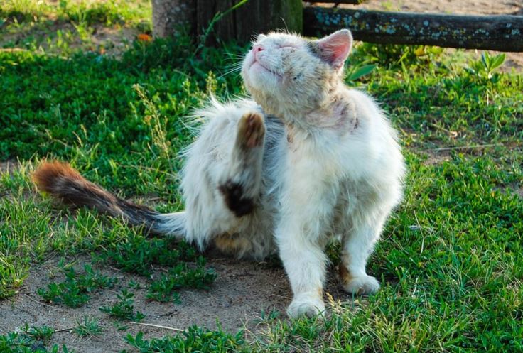 Gatto puzza