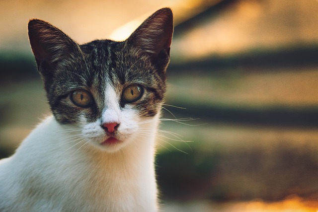 orecchie dei gatto