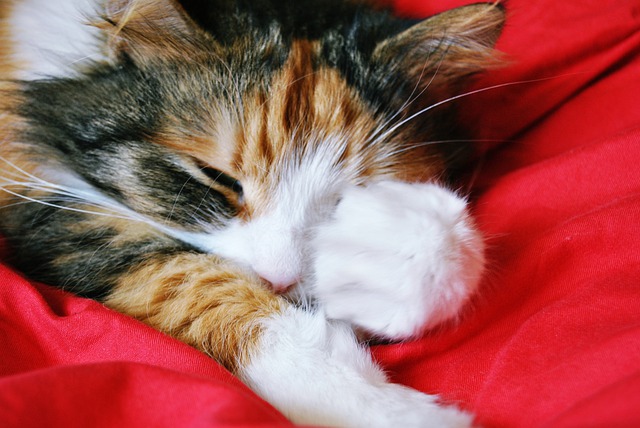 Gatti dormono con un occhio aperto