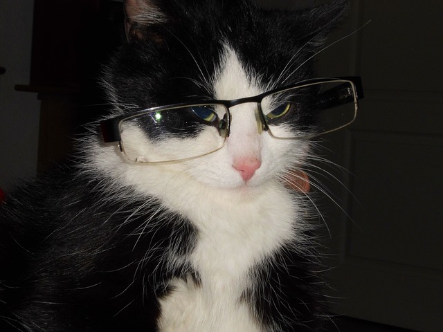 Il mistero del gatto che porta a casa gli occhiali