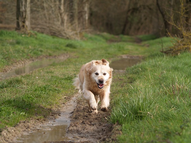 cane