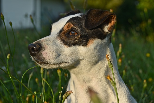 cane