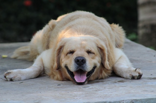 cane dorme con la lingua di fuori