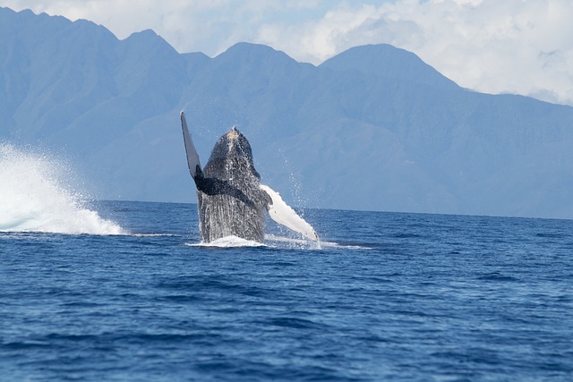 balena enorme