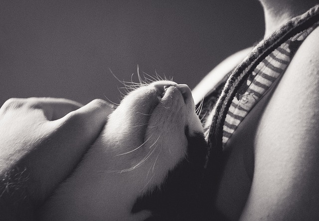 gatto