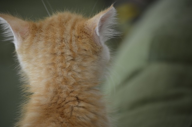 gatto di spalle