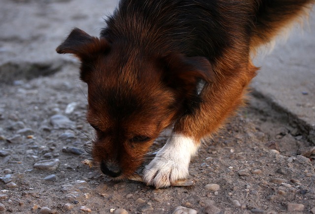 cane che mangia sassi