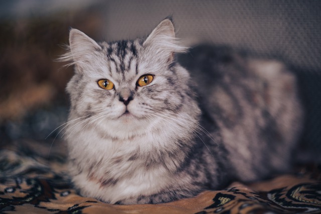 razze di gatto che non miagolano