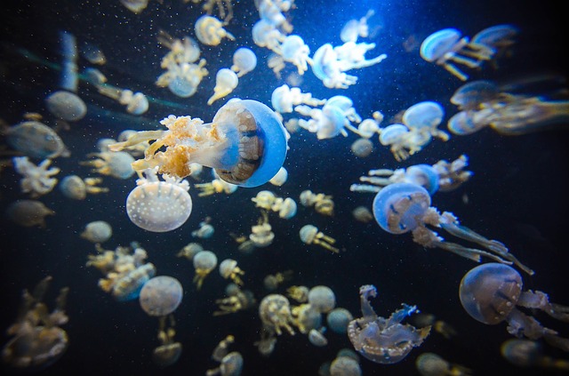 meduse