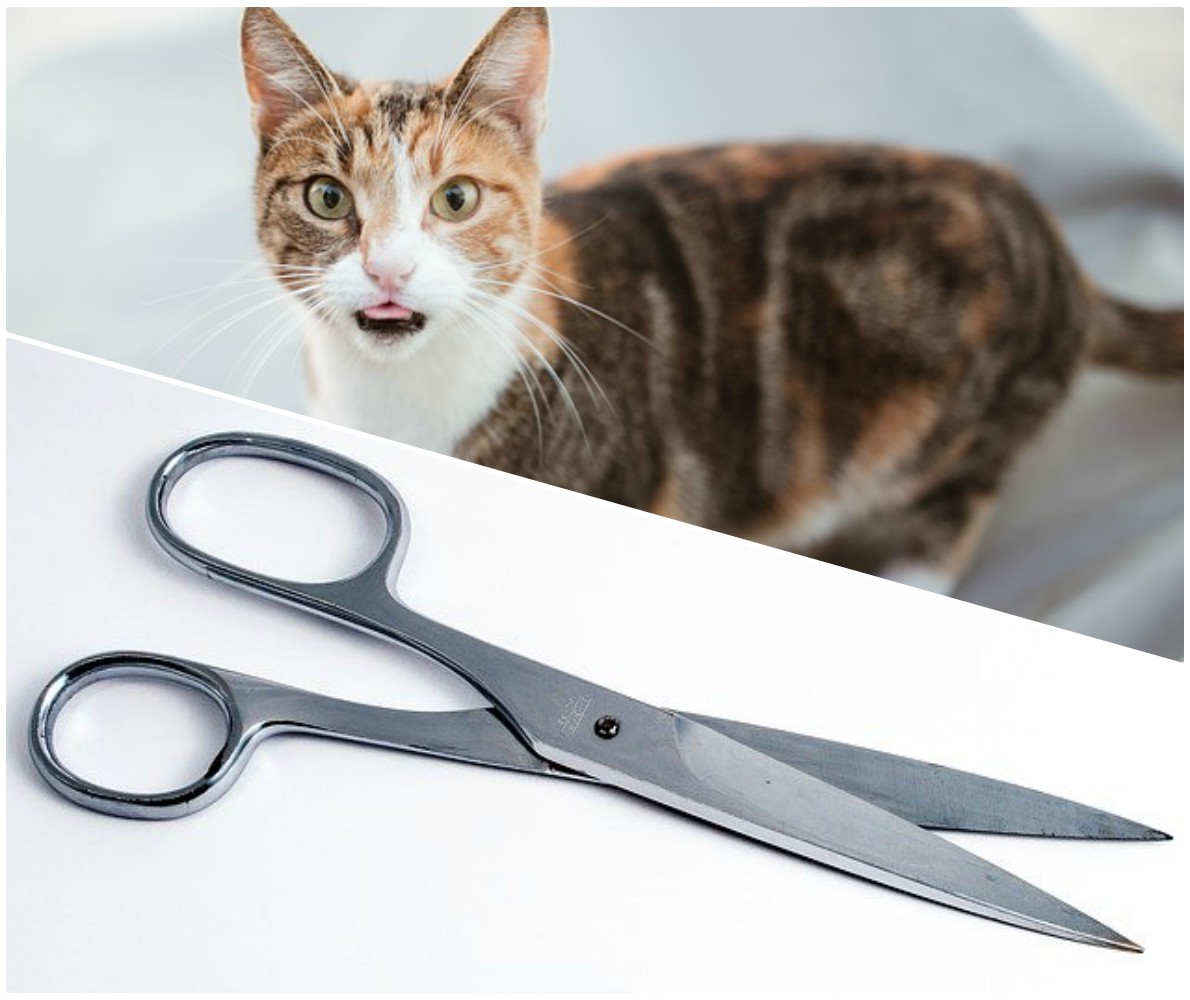 Perché i gatti hanno paura delle forbici