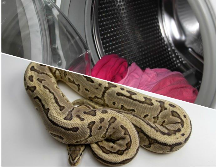 serpente