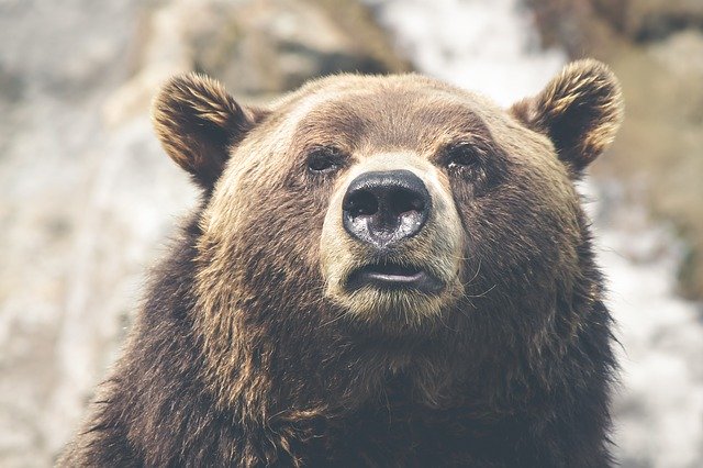 orso