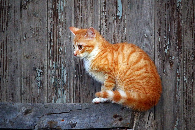 gatto