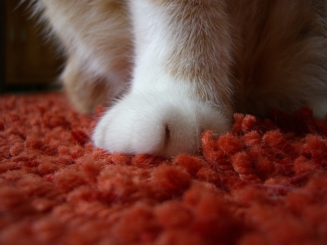 zampa di gatto