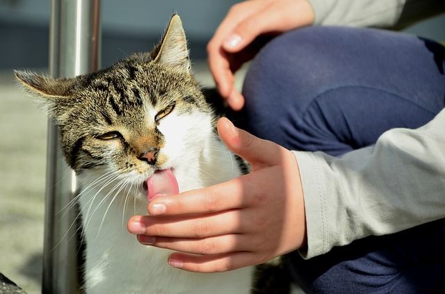 saliva del gatto