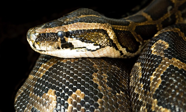serpente