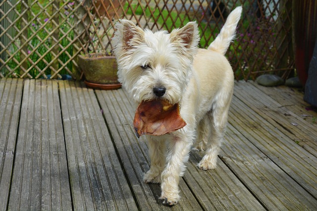 cani rubano il cibo
