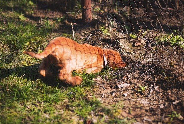 perché i cani scavano
