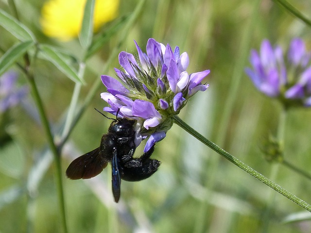 calabrone nero