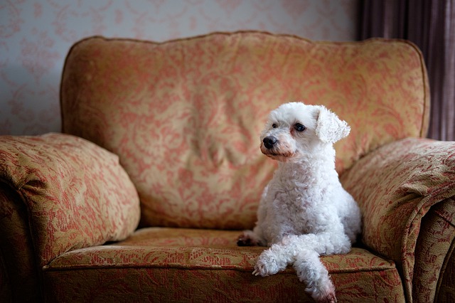 Perché il cane si siede al posto del padrone